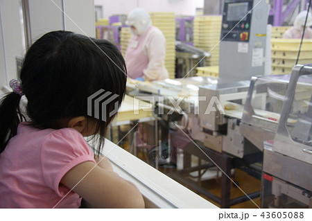 和菓子工場見学 43605088