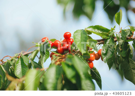 cherries ripen on a tree branch cherries ripen on a tree branch 43605123