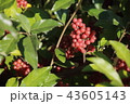 Shepherdia ) with red berries. 43605143
