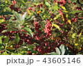 Shepherdia ) with red berries. 43605146