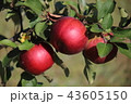 Closeup of red apples on a branch in the garden 43605150