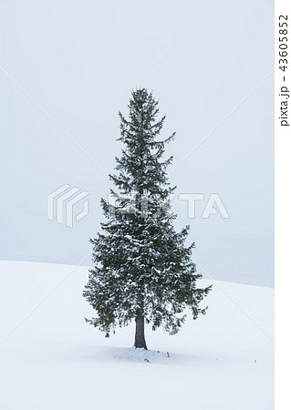 雪原のマツの木 美瑛町 雪原のマツの木 美瑛町 43605852