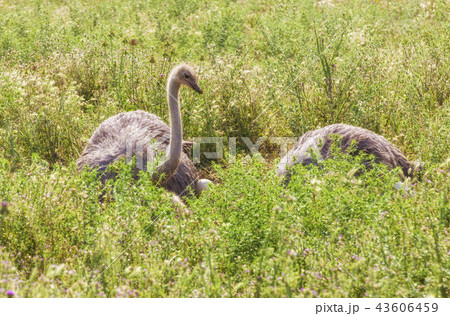 Male African ostrich in nest sitting Male African ostrich in nest sitting 43606459
