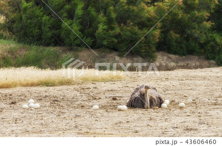 Male African ostrich in nest sitting on the eggs 43606460