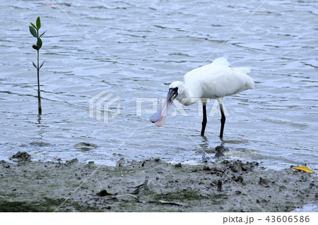 クロツラヘラサギ 43606586