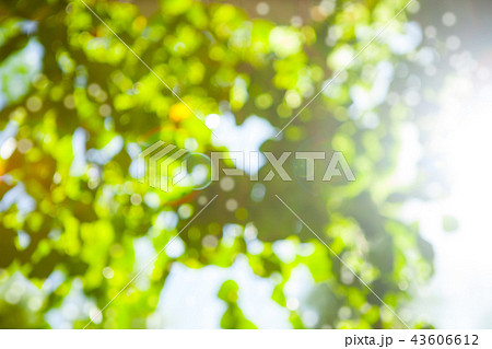 Green leaves blurred summer tropical background with bokeh effect. Copy space. 43606612