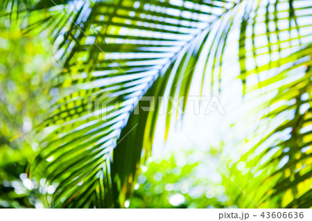 Tropical shiny summer palm green leaves blurred background. Copy space. 43606636