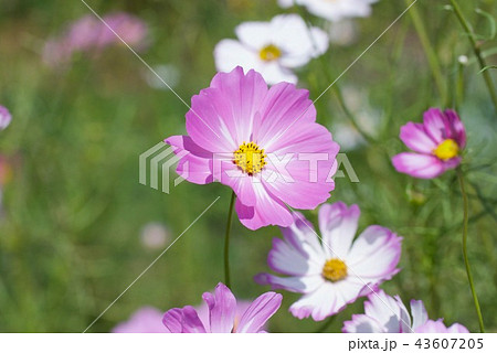 コスモスの花ピコティ 43607205