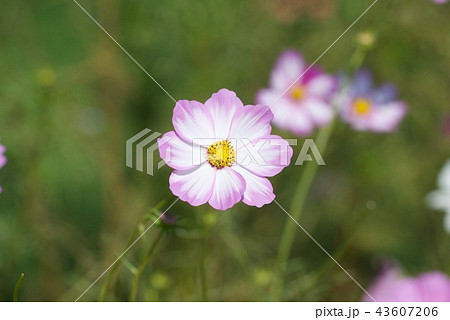 コスモスの花ピコティ 43607206