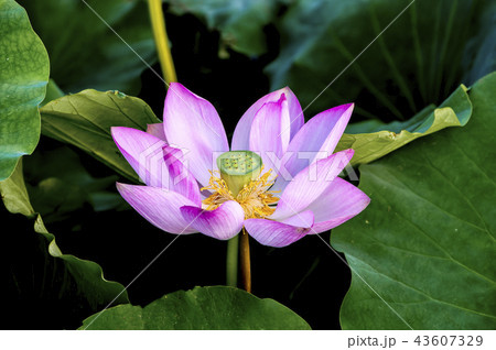 花 蓮 京畿道 43607329