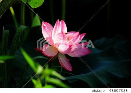 花 蓮 京畿道 43607383