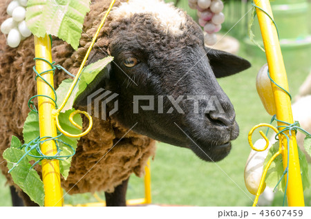 Sheep in a field of green grass on the farm 43607459