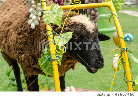 Sheep in a field of green grass on the farm 43607460