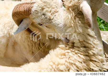 Sheep in a field of green grass on the farm 43607462