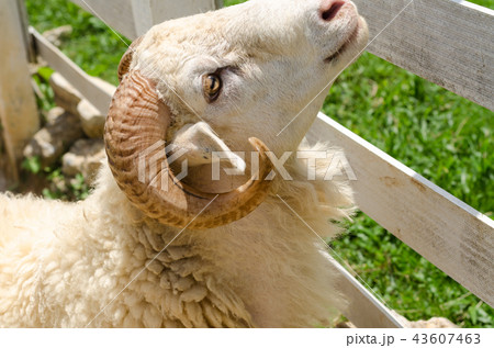 Sheep in a field of green grass on the farm Sheep in a field of green grass on the farm 43607463