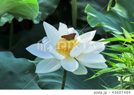 京畿道 キョンギド グァンゴクジ 43607494