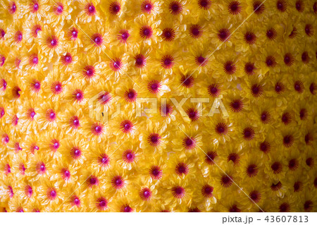 造花 花 フラワー 43607813