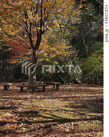 大田区の多摩川台公園の紅葉② 43607832