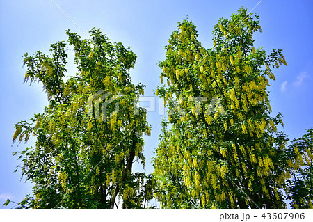 黄藤の花 / 黄フジの花 ( 栃木県 足利市 ) 黄藤の花 / 黄フジの花 ( 栃木県 足利市 ) 43607906