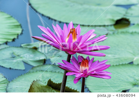 花 京畿道 キョンギド 43608094