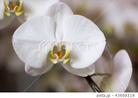 蘭 ラン 洋ラン 43608319