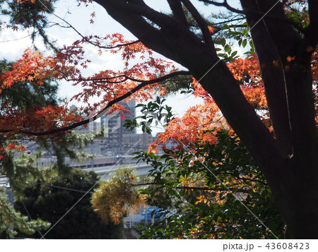 大田区の多摩川台公園の紅葉③ 43608423