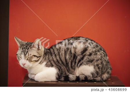 木の台の上で寝る猫 木の台の上で寝る猫 43608699