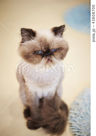 毛を刈られた猫ヒマラヤンの写真素材