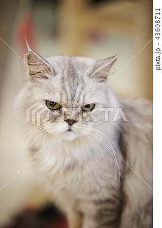Kasword 猫 画像 ブサカワ
