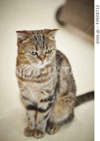 スコティッシュフォールド スコティッシュフォールド 43608712