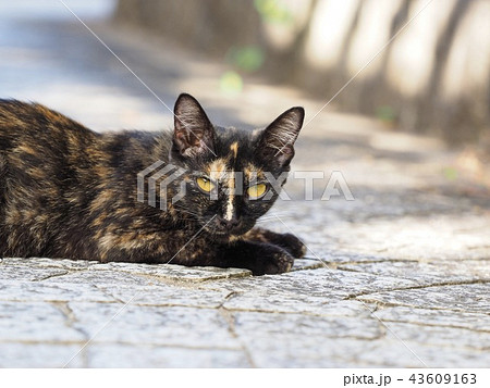 見つめるサビ柄の子猫 見つめるサビ柄の子猫 43609163