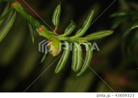 自然　植物　カヤ、雌雄異株の木。三月下旬、去年咲いた雌花が一年たって実になり始めました 43609323