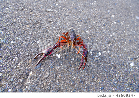 アメリカザリガニ アメリカザリガニ 43609347