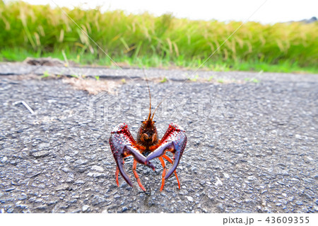 アメリカザリガニ 43609355