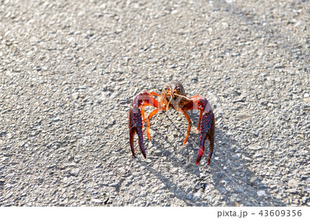 アメリカザリガニの写真素材