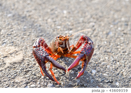アメリカザリガニ アメリカザリガニ 43609359