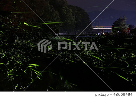 ホタルの乱舞 43609494