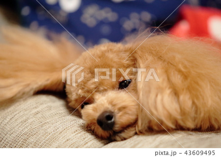 ねむーい 43609495