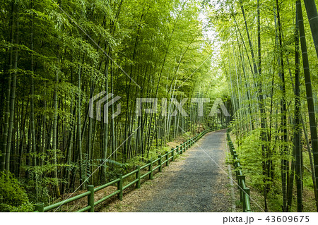 愛知県 名古屋市 牧野ヶ池緑地 竹林の写真素材