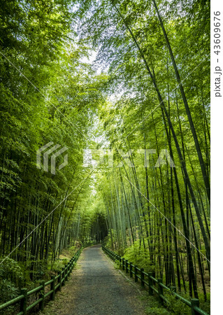 愛知県 名古屋市 牧野ヶ池緑地 竹林 愛知県 名古屋市 牧野ヶ池緑地 竹林 43609676