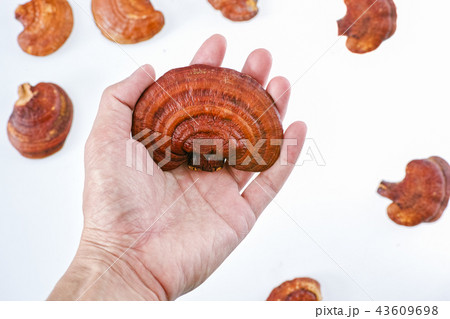 Lingzhi Mushroom Ganoderma Lucidum in hand holding 43609698