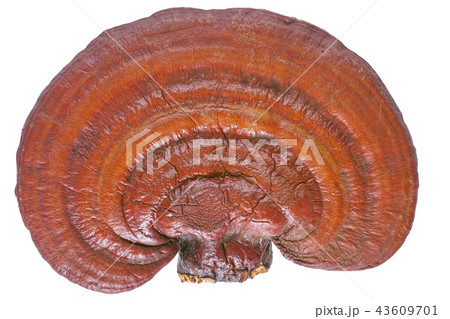 Lingzhi Mushroom Ganoderma Lucidum isolated on white background 43609701
