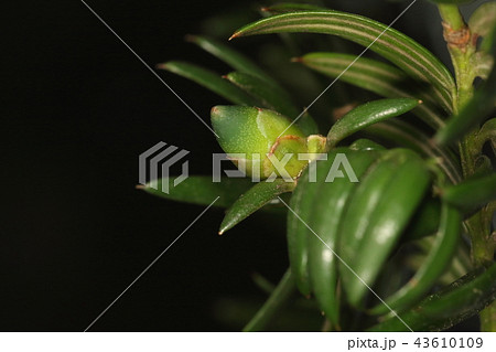自然　植物　カヤ、開花から約一年の四月半ば。萼片（？）を押しのけて急激に実が大きくなります 43610109