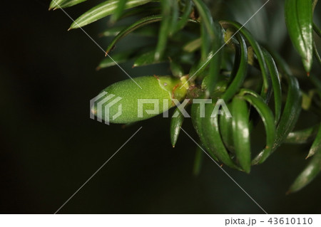 自然　植物　カヤ、五月初め。一年がかりでやや細長ですがほぼ果実の形になりました 43610110
