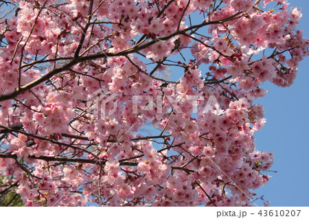 陽光桜 ヨウコウザクラ の写真素材