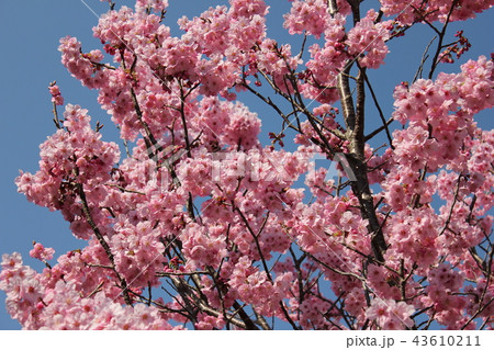 陽光桜 ***ヨウコウザクラ*** 陽光桜 ***ヨウコウザクラ*** 43610211