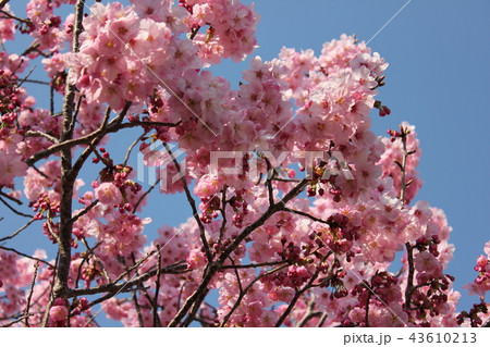陽光桜 ***ヨウコウザクラ*** 陽光桜 ***ヨウコウザクラ*** 43610213