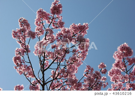 陽光桜　　＊＊＊ヨウコウザクラ＊＊＊ 43610216