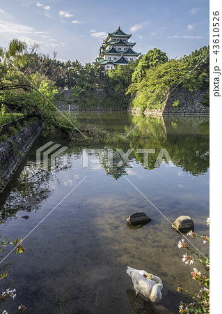 愛知県 名古屋城 お堀の白鳥の写真素材