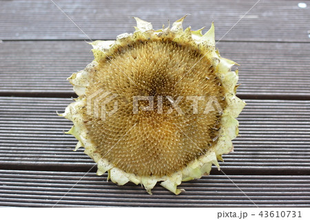 ひまわり ひまわり 43610731